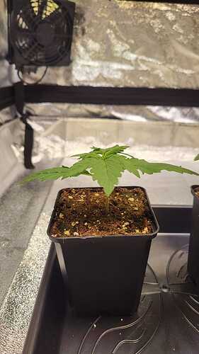 Growreport Bild 14