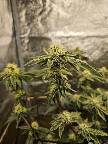 Growreport Bild 8