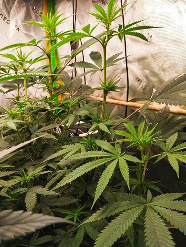 Growreport Bild 17