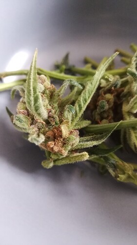 Growreport Bild 8