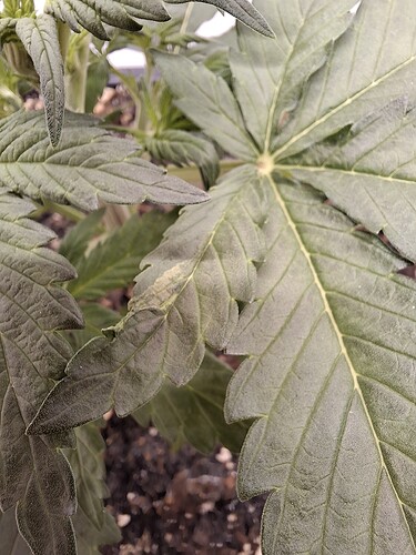 Growreport Bild 27