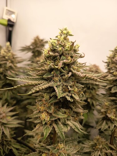 Growreport Bild 49