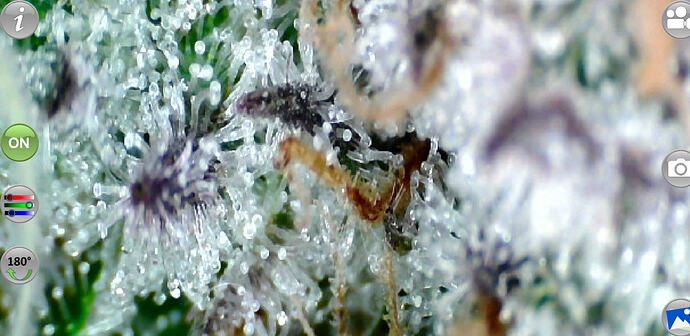 Growreport Bild 4