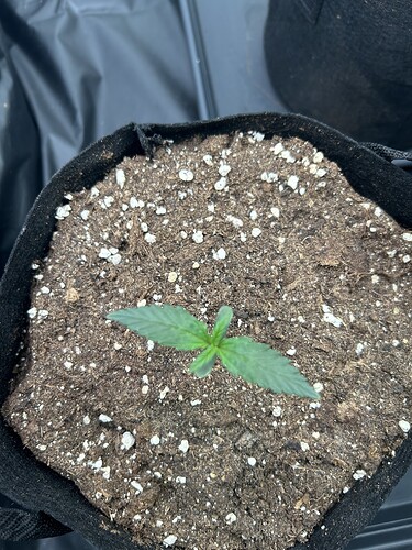 Growreport Bild 3