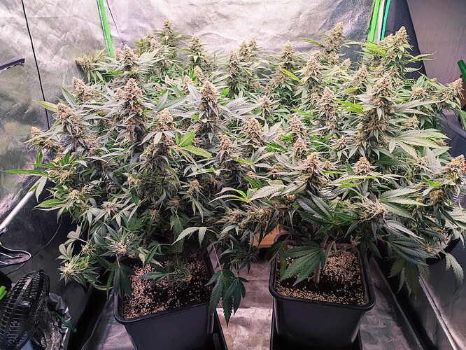 Growreport Bild 3