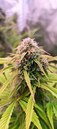 Growreport Bild 6