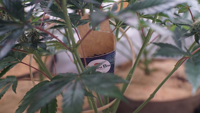 Growreport Bild 4