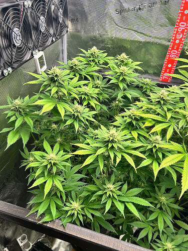 Draufsicht auf mehrere Cannabis-Pflanzen in einem Growzelt während der Blütephase mit sichtbaren Blütenständen und Lüftern.