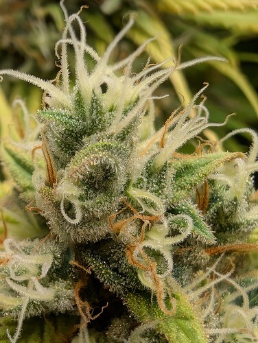 Growreport Bild 13