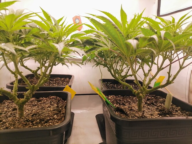 Growreport Bild 13