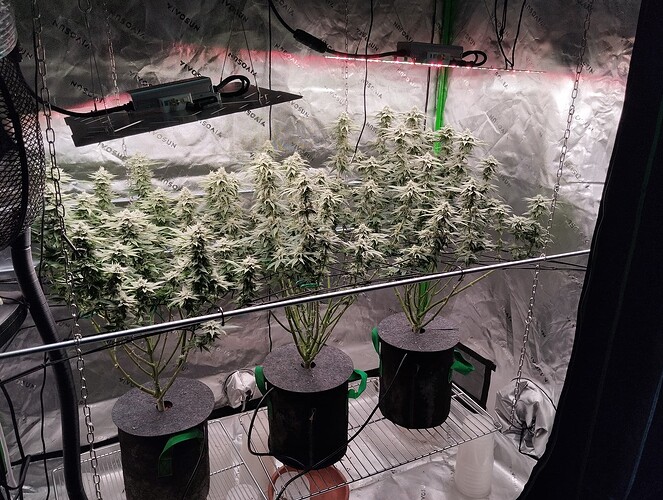 Growreport Bild 9