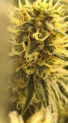 Growreport Bild 124