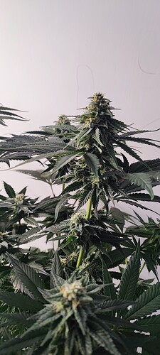 Growreport Bild 11