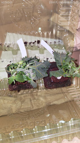 Growreport Bild 2