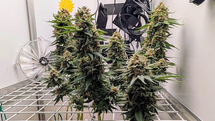Growreport Bild 37