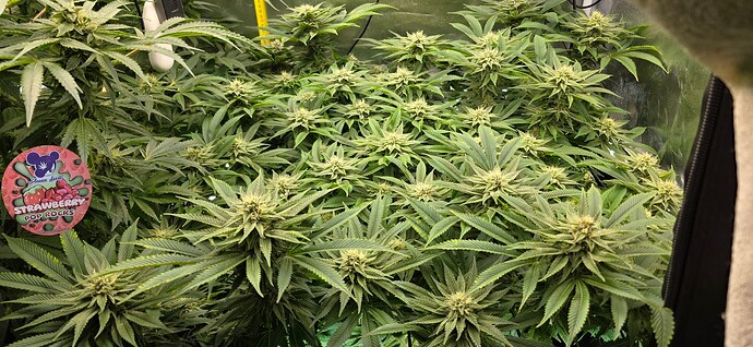 Growreport Bild 9