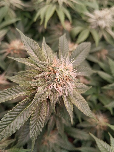 IMG_20250214_204559 - Kopie