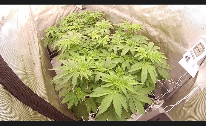 Growreport Bild 4