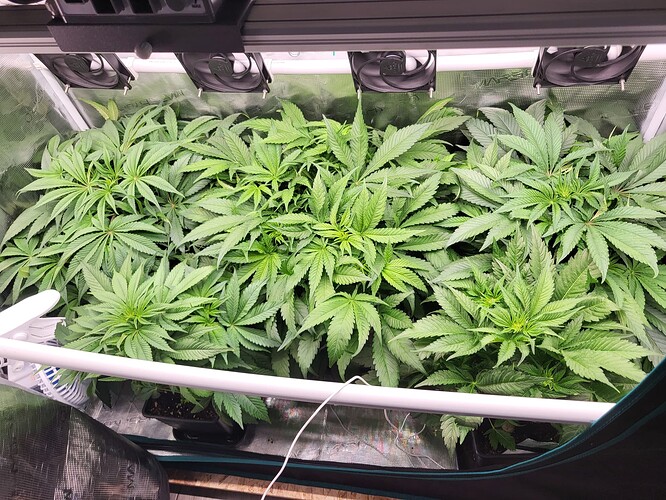 Growreport Bild 2