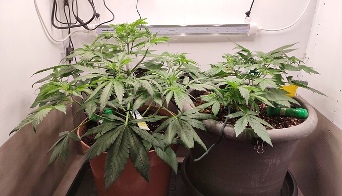 Growreport Bild 20