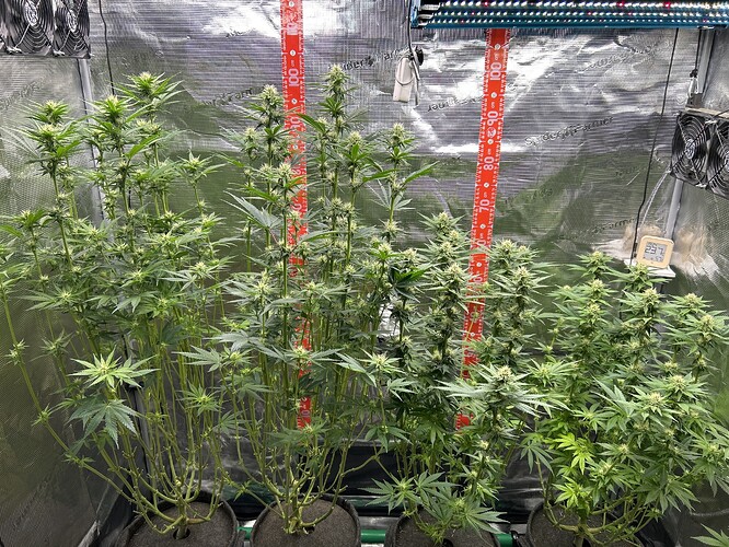 Vier Cannabis-Pflanzen in einem Growzelt während der Blütephase, mit Messlatten im Hintergrund.