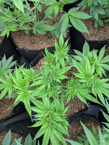 Growreport Bild 18