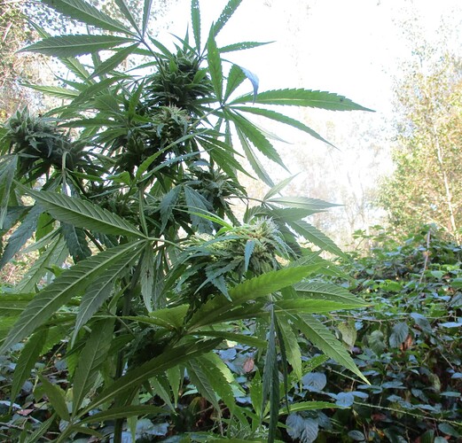 Easy Sativa Ende September1