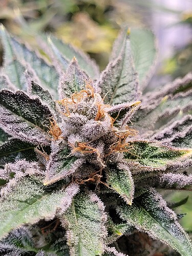 Growreport Bild 18