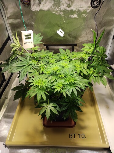 Growreport Bild 3