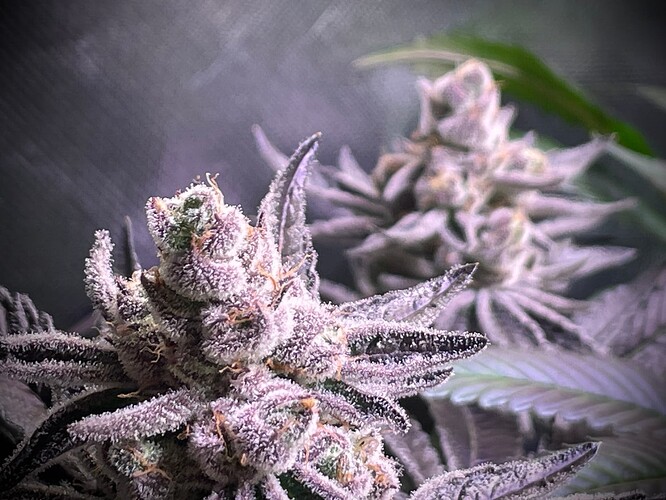 Growreport Bild 14