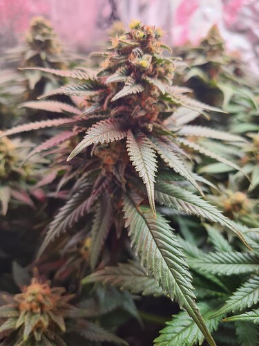 Growreport Bild 7