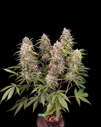 Growreport Bild 30