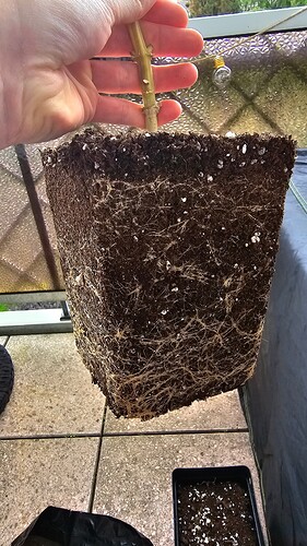 Growreport Bild 6