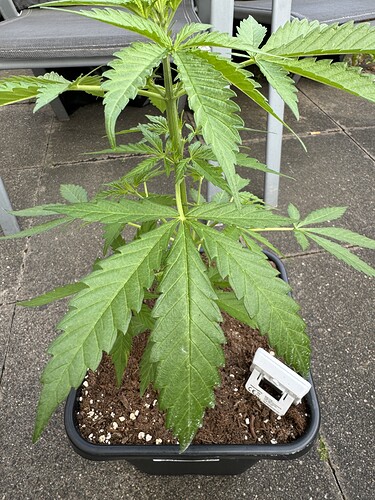 Growreport Bild 6