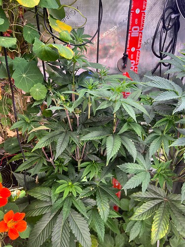 Growreport Bild 3