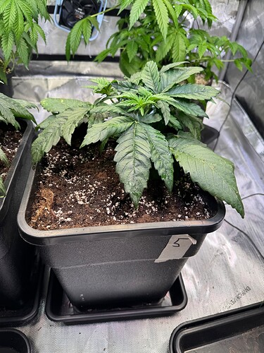 Growreport Bild 13