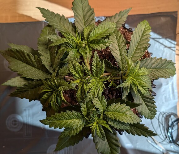 PXL_20250411_072140915.MP~2