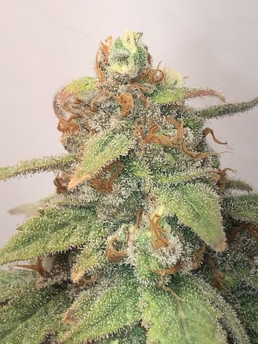 Growreport Bild 4