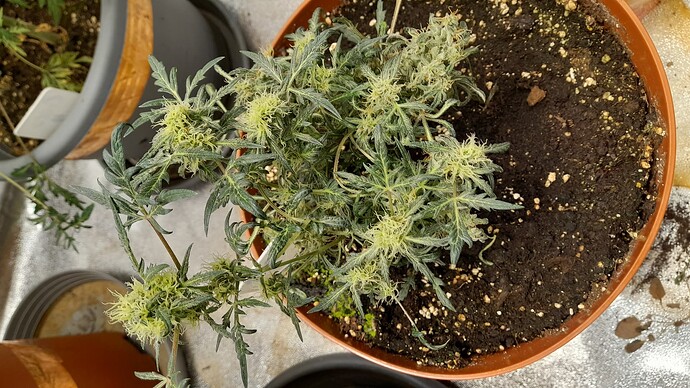 Growreport Bild 4