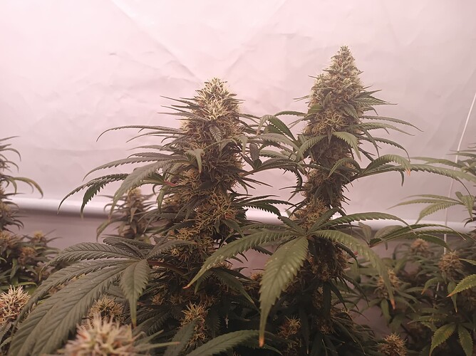 Growreport Bild 46