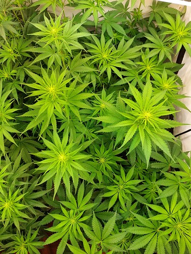 Growreport Bild 5