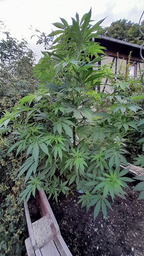Growreport Bild 9