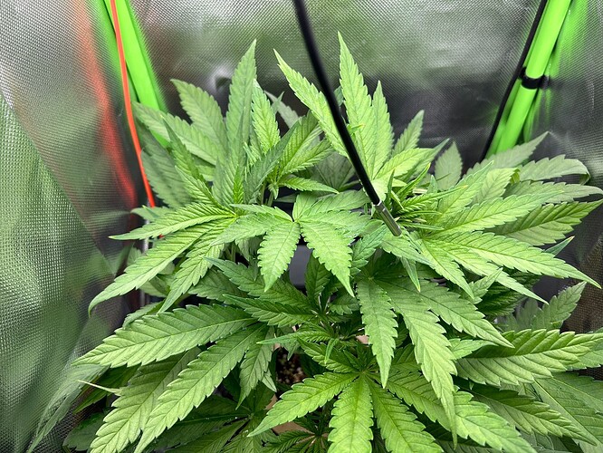 Growreport Bild 2