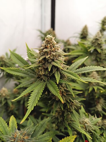 Growreport Bild 14