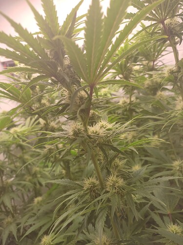 Growreport Bild 6