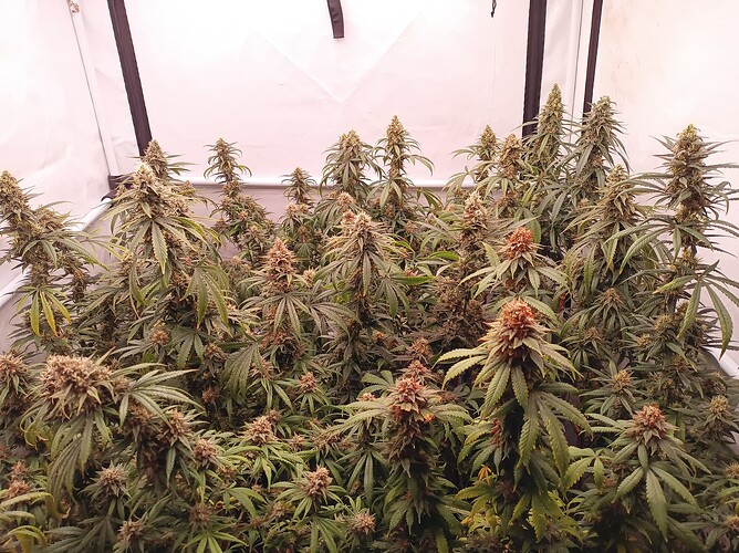 Growreport Bild 1