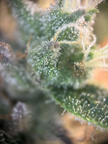 Growreport Bild 49