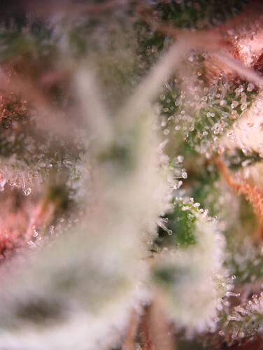 Growreport Bild 18