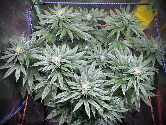 Growreport Bild 6