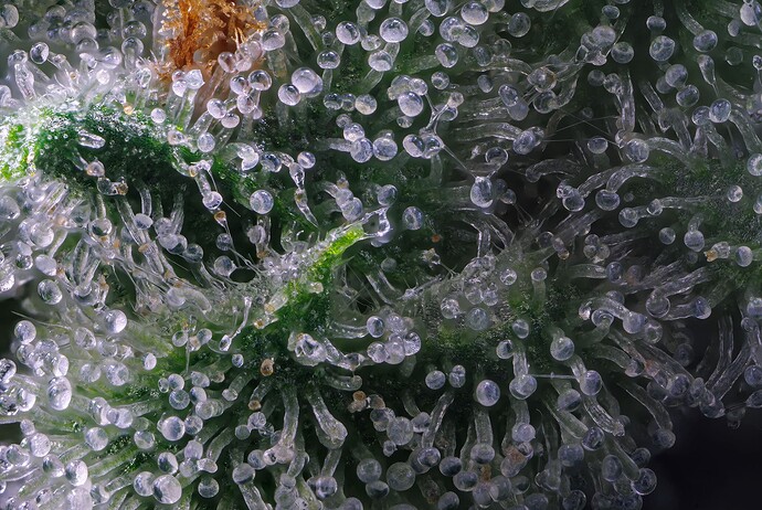 Growreport Bild 6